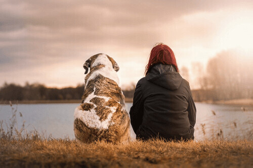 Pet Memorial Australia Pet Cremations in Sydney Wollongogn Penrith central Coast and Newcastle NSW. Shipping Products Australia wide